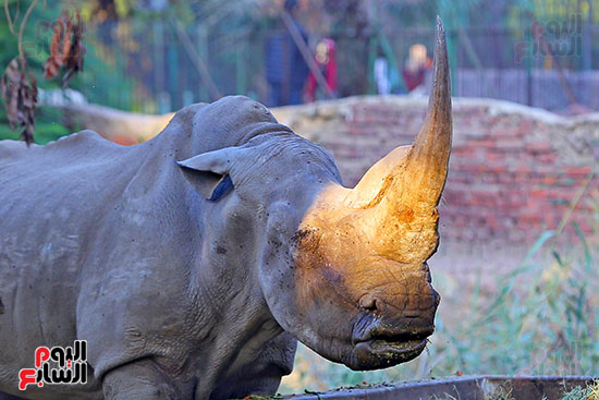 الخرتيت وحيد القرن (2)