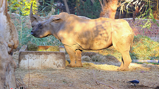 الخرتيت وحيد القرن (22)