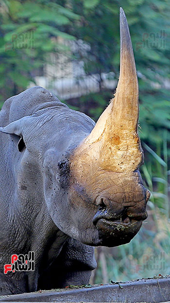 الخرتيت وحيد القرن (17)