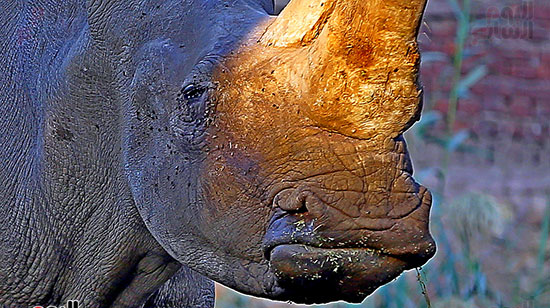 الخرتيت وحيد القرن (23)