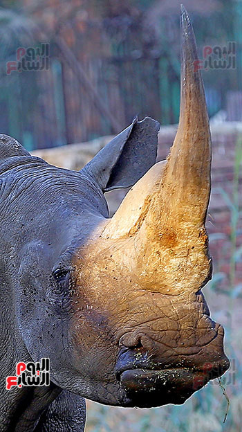 الخرتيت وحيد القرن (24)