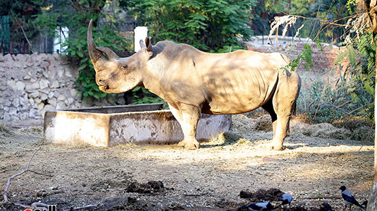 الخرتيت وحيد القرن (3)