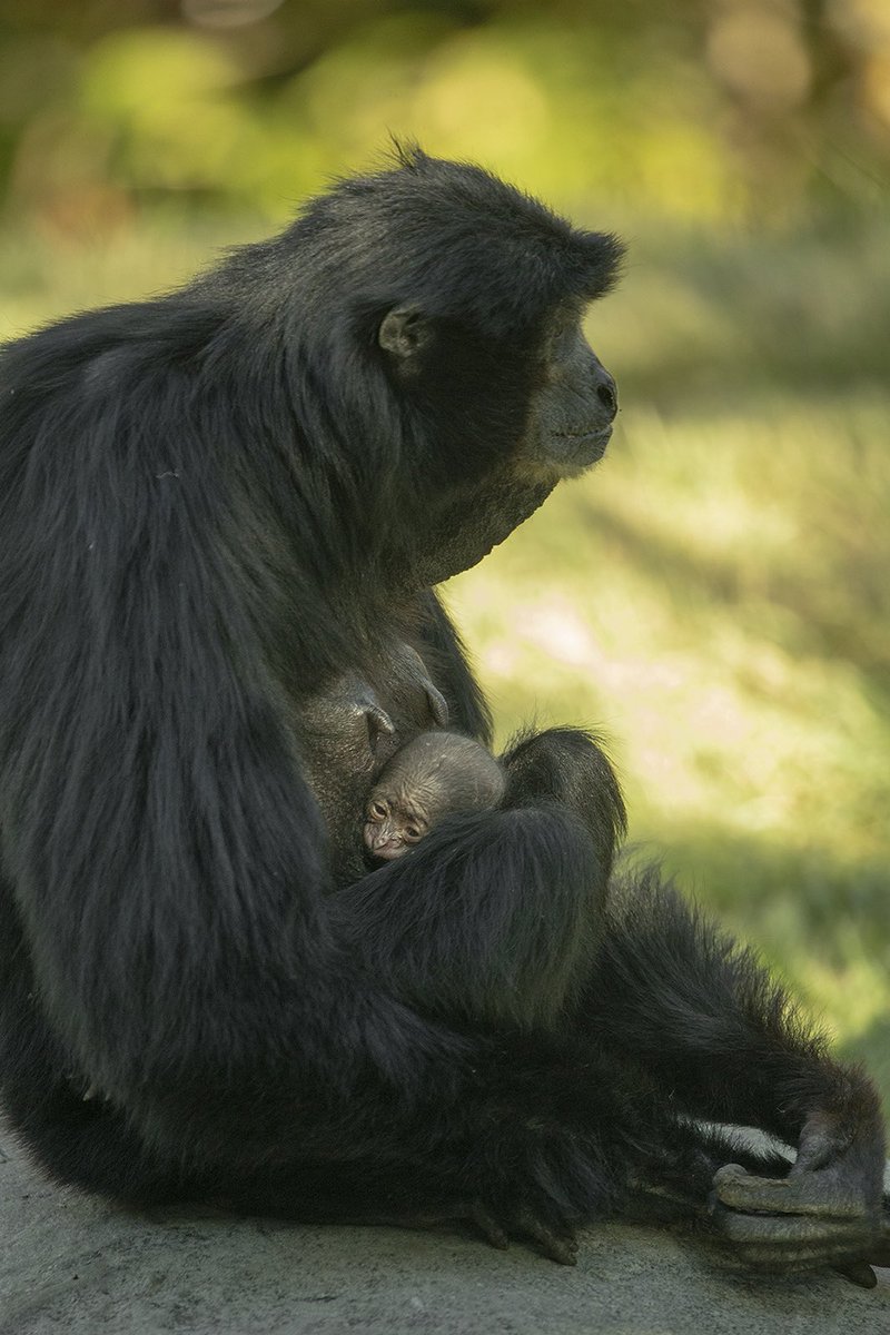 القردة إيلويس ورضيعها (2)