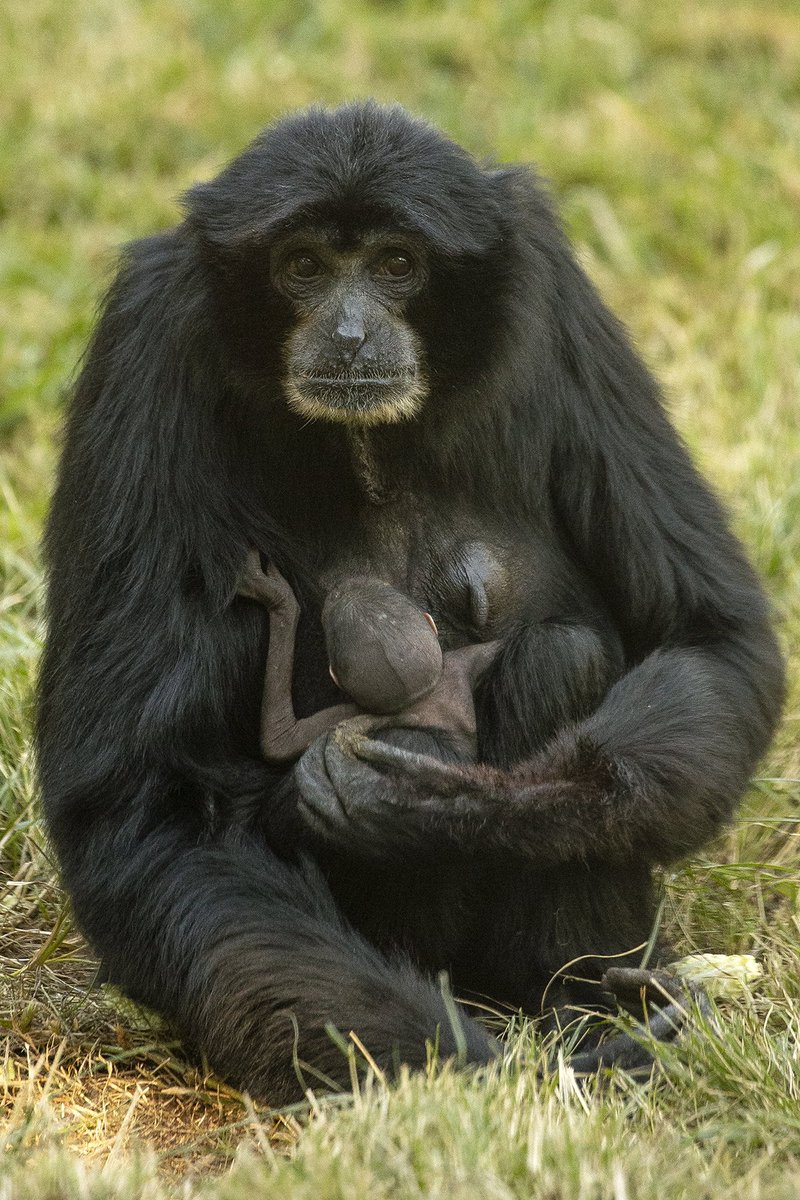 القردة إيلويس ورضيعها (3)