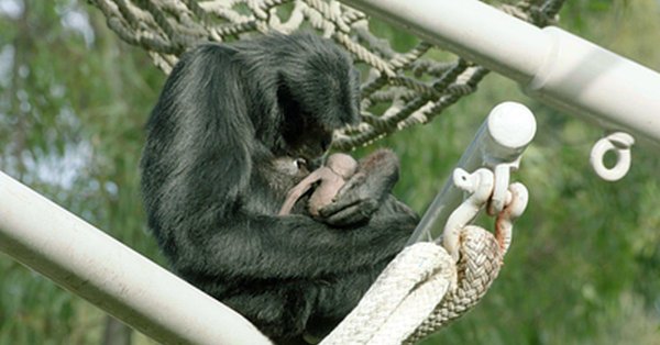 القرد الرضيع مع أمه