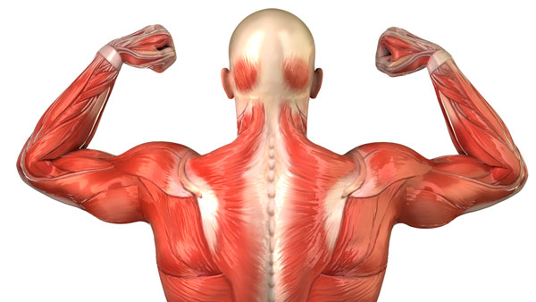 عضلات الجسم