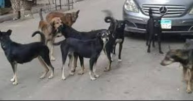 الكلاب الضالة بمنطقة حسن محمد