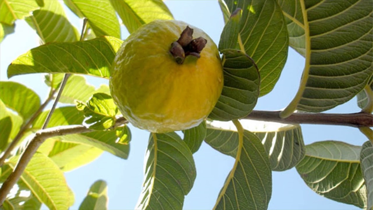 علاج التهاب اللثة بورق الجوافة