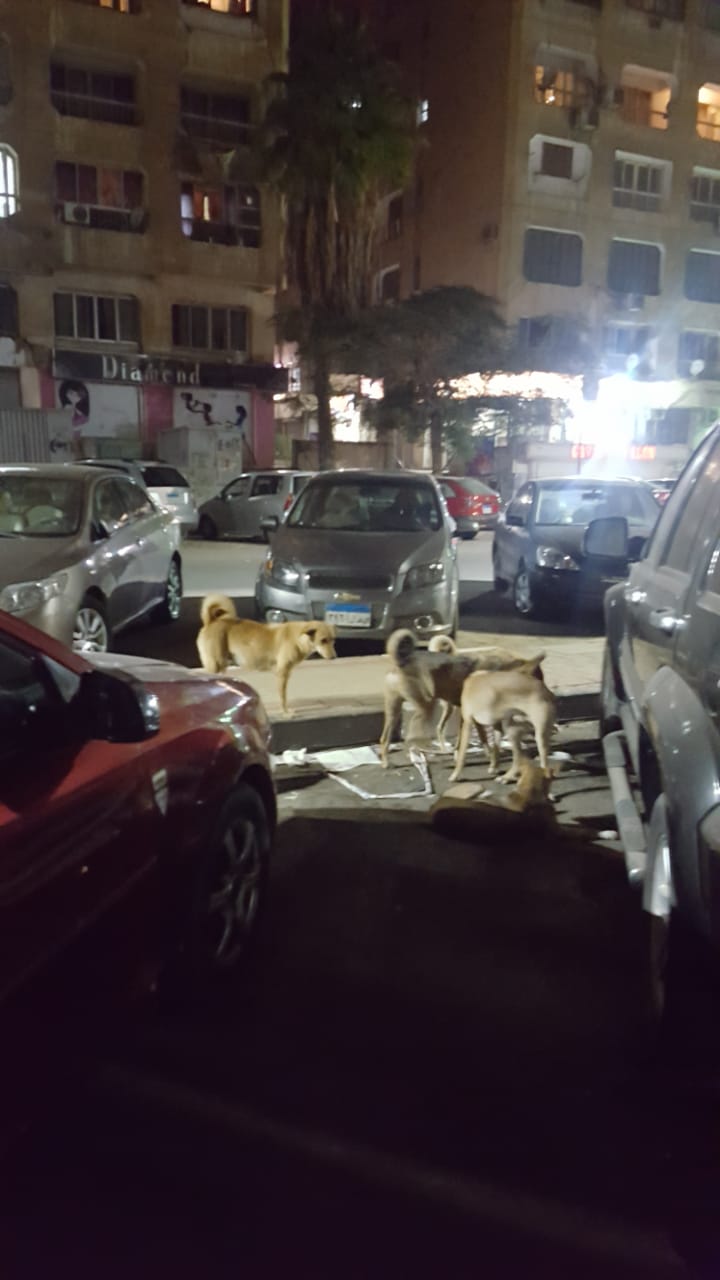 الكلاب الضالة بشارع حافظ رمضان بمدينة نصر