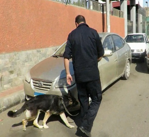 الكلاب البوليسية تشارك في الحملات