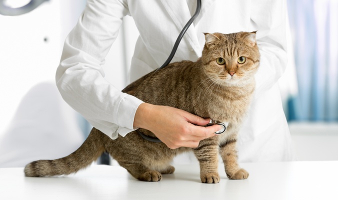 علاج حساسية القطط