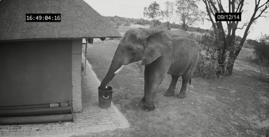الفيل يضع القمامة فى سلة المهملات
