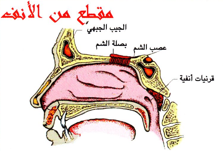 الانف