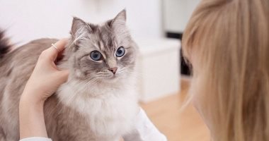 أعراض الإصابة بجرثومة القطط