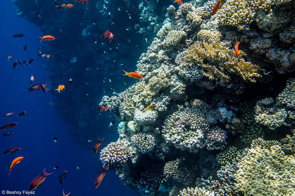 الشعاب المرجانية فى مصر