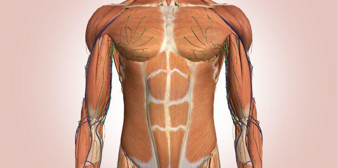 عضلات البطن الداخلية