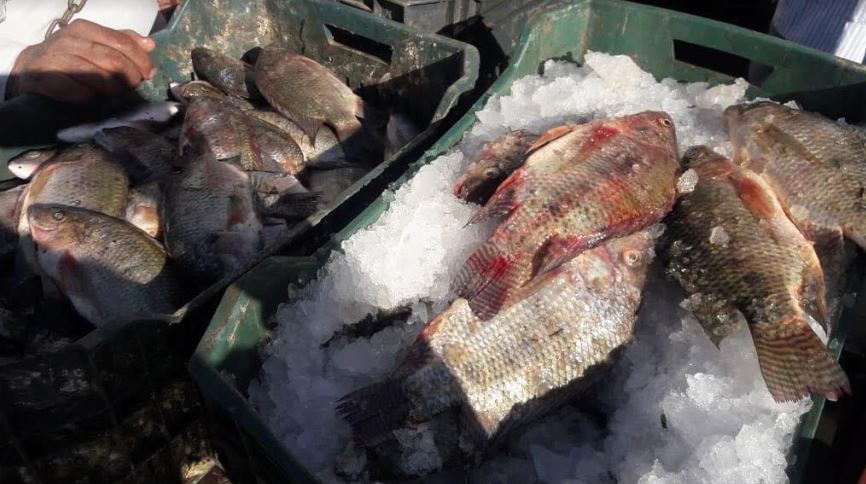 تموين الأقصر تبيع 900 كيلو سمك للمواطنين بأسعار تبدء من 12 جنية للكيلو (1)