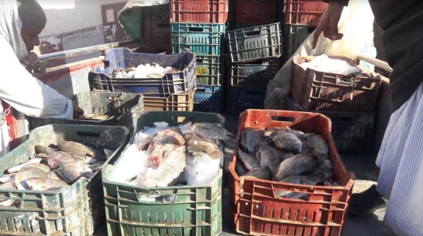 تموين الأقصر تبيع 900 كيلو سمك للمواطنين بأسعار تبدء من 12 جنية للكيلو (3)