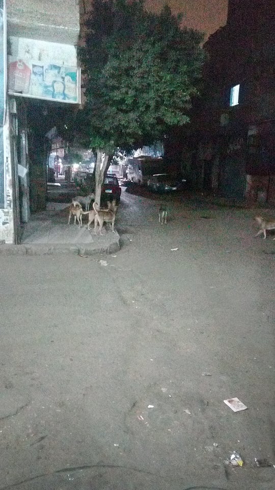 تجمع الكلاب فى الشارع