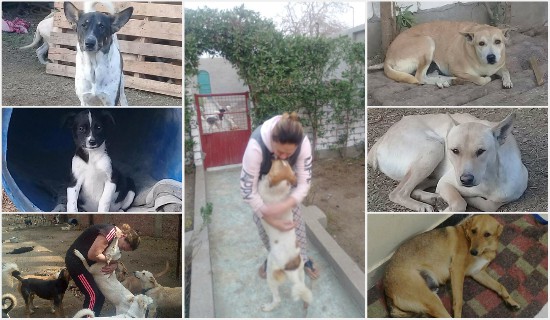 فاطمة محمود وعدد من الكلاب التى أنقذتها