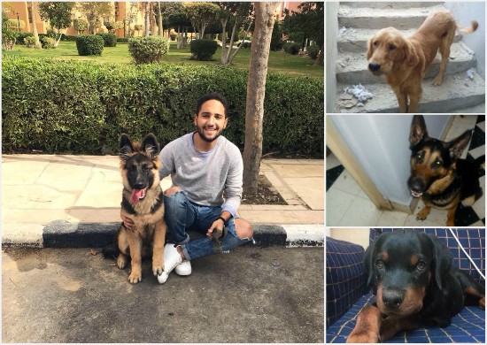 أحمد صلاح وعدد من الكلاب التى أنقذها