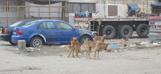 الكلاب ظاهرة تتفاقم بشوارع بورسعيد