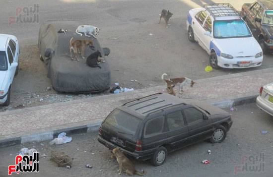 مجموعة من الكلاب تهدد المارة بنهر الطريق بشارع محمد حمزة بالزهور