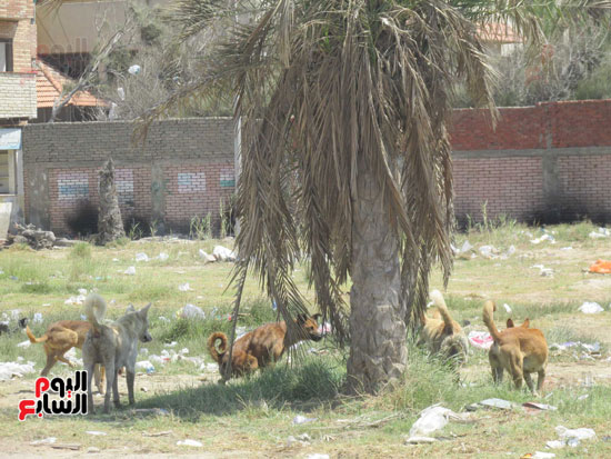 عدد من الكلاب الضالة خلف نزل الشباب بمحيط قرية الكنارى السياحية بحى المناخ