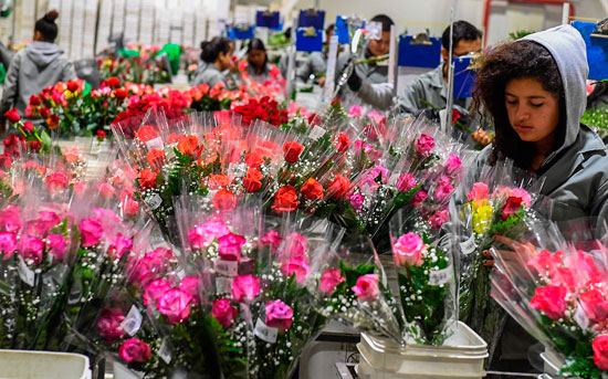 محلات الورود تستعد لعيد الحب