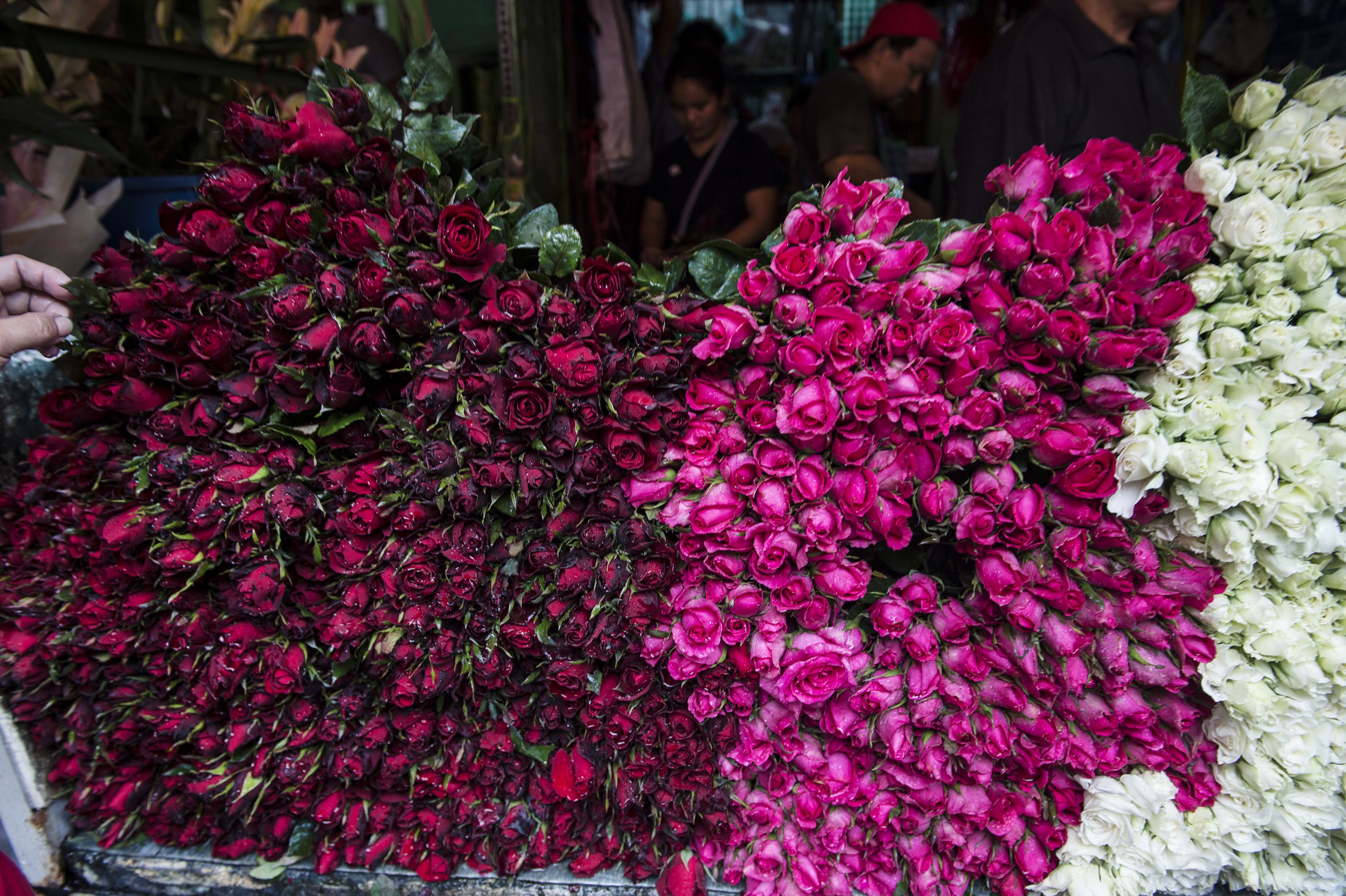 الورود الحمراء فى الفلبين