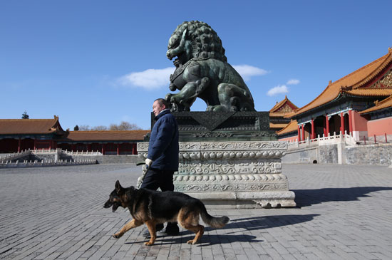 كلب-فى-الصين