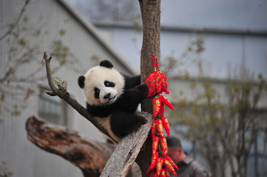 الباندا تتسلق الأشجار فى احتفالات السنة القمرية