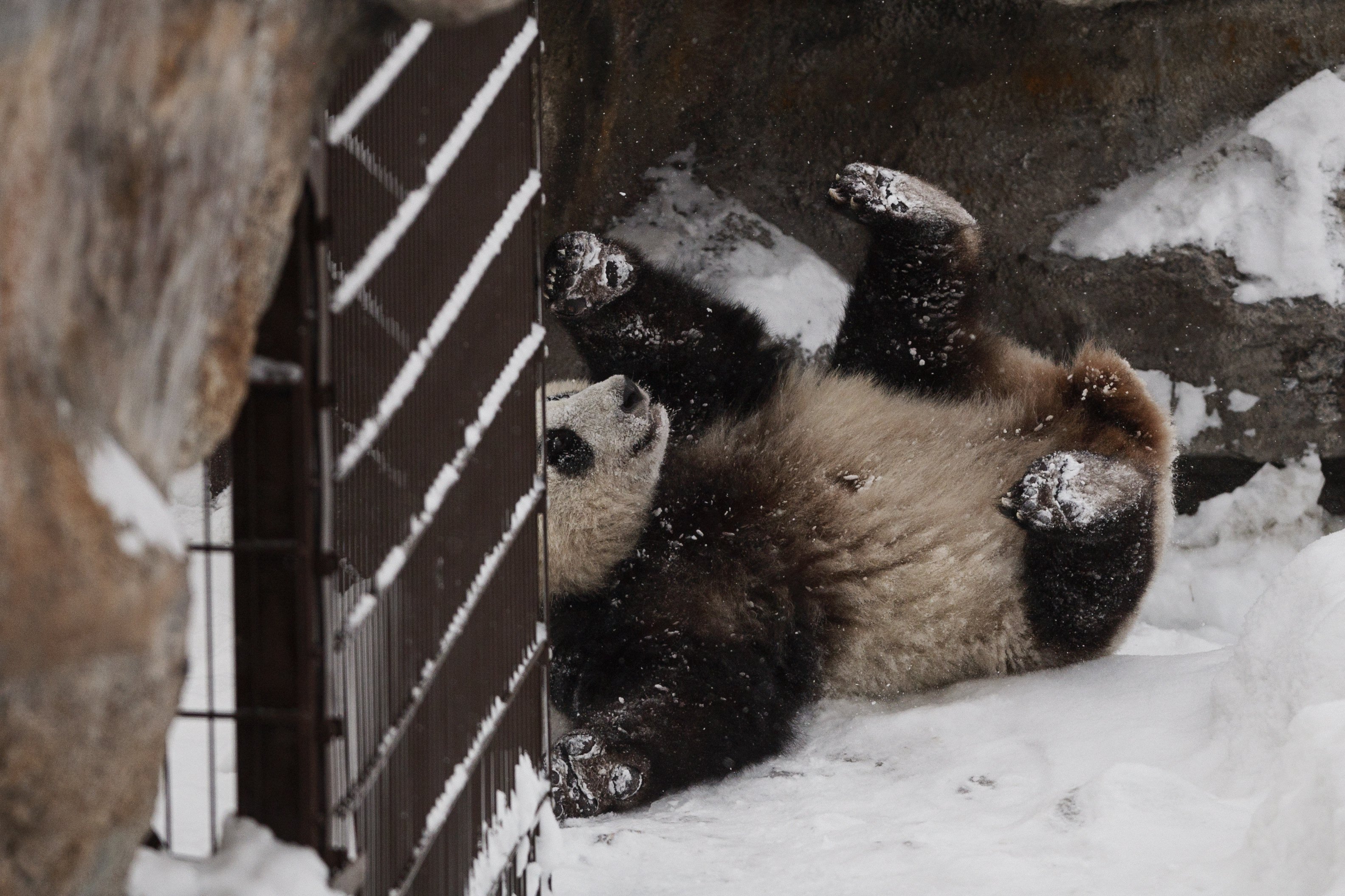 الباندا لومى تلعب بالثلج فى فنلندا