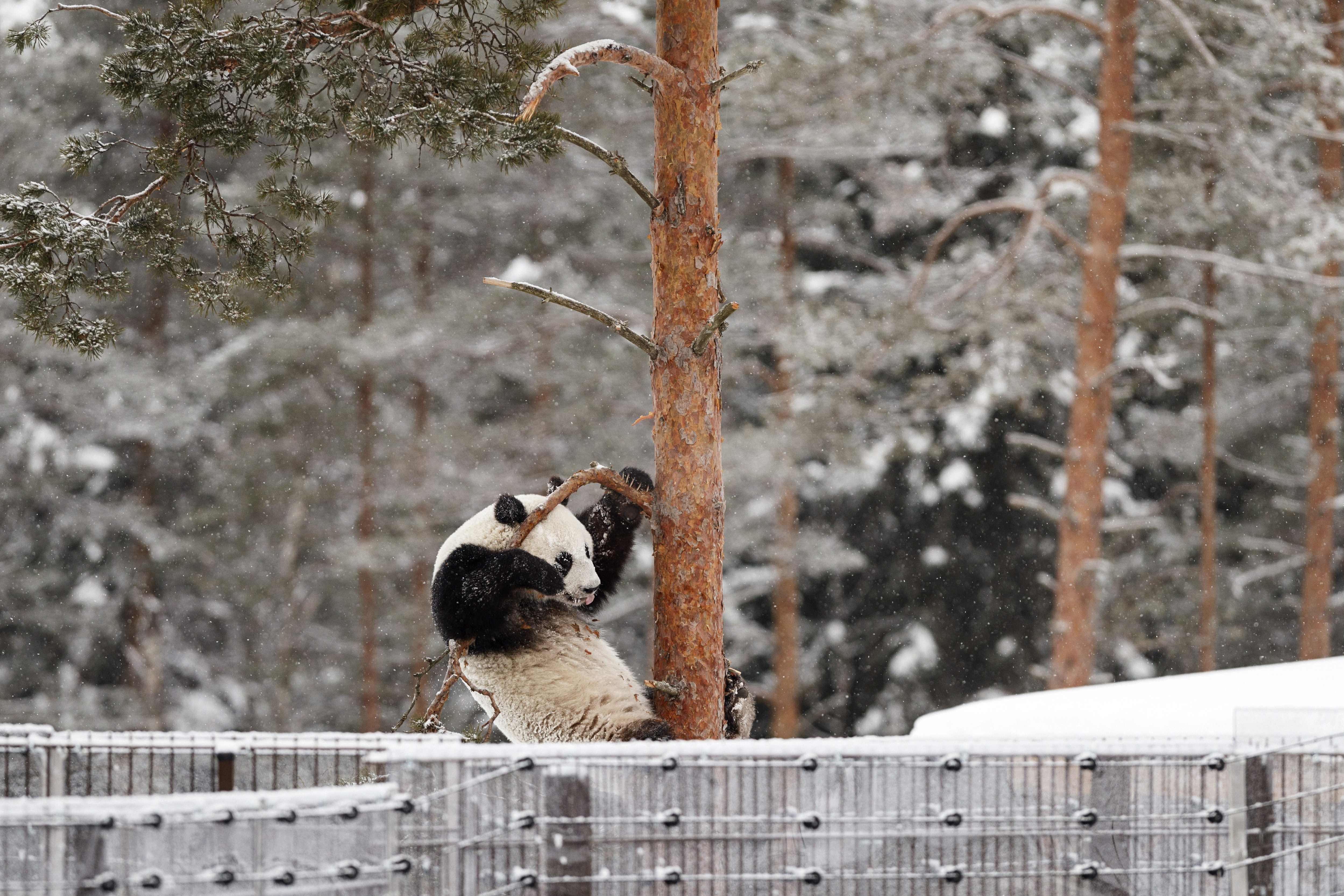 الباندا لومى تلهو فوق الأشجار فى فنلندا