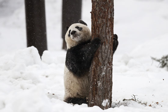 الباندا لومى تلهو فى حديقة حيوان بفنلندا