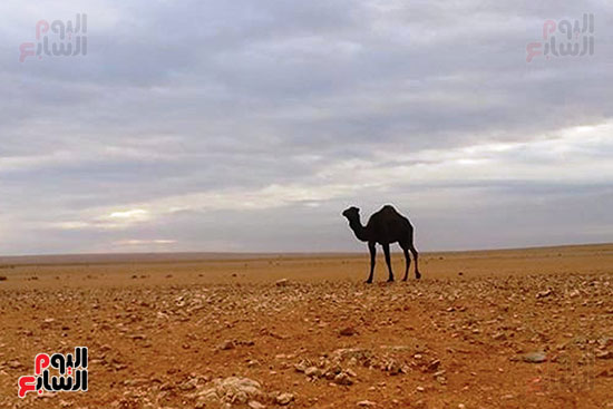 حادث اصطدام سيارة بإبل على طريق العلمين