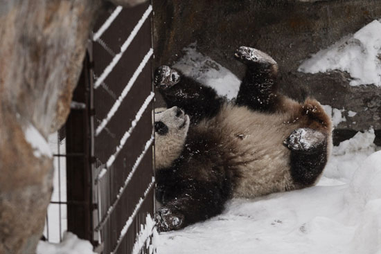 الباندا لومى تلعب بالثلج فى فنلندا