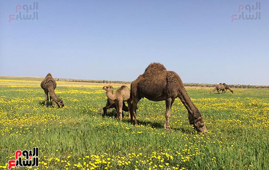 آثار أحد حوادث الإبل على طريق سيوة