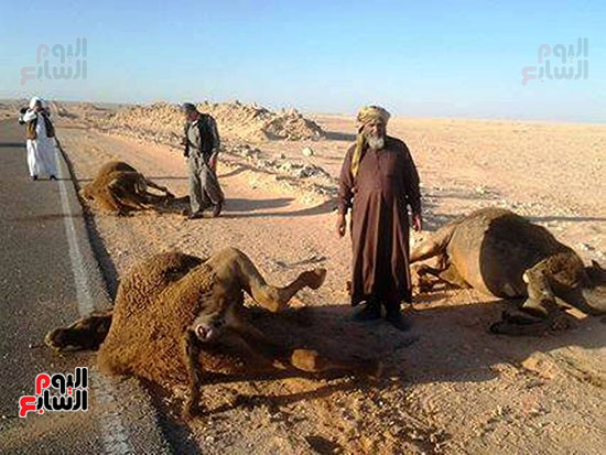 حوادث اصطدام السيارات بالإبل على طرق مطروح تحصد الأرواح  