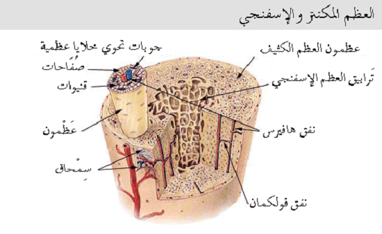 Illu_compact_spongy_bone_ar