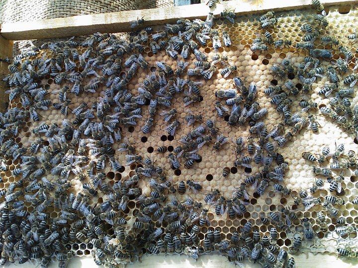 خلايا انتاج عسل  النحل