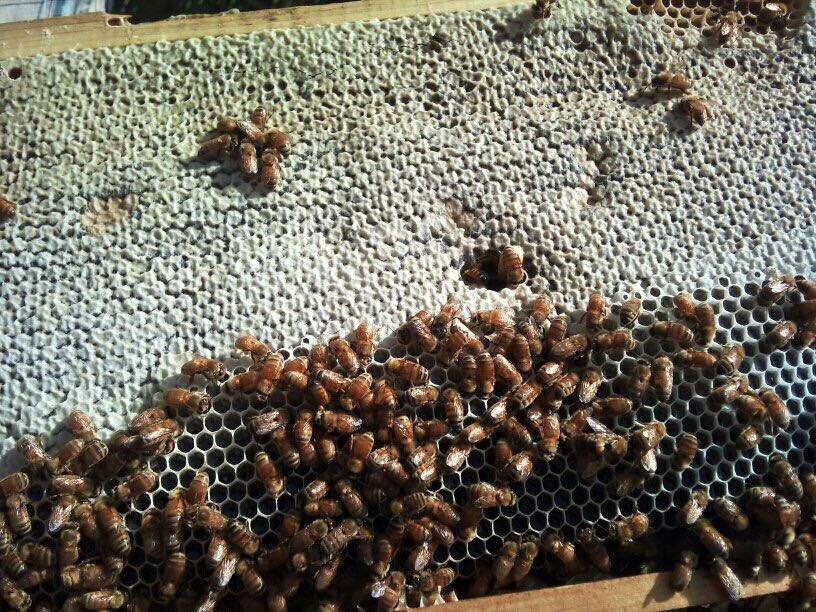 نحل العسل (3)