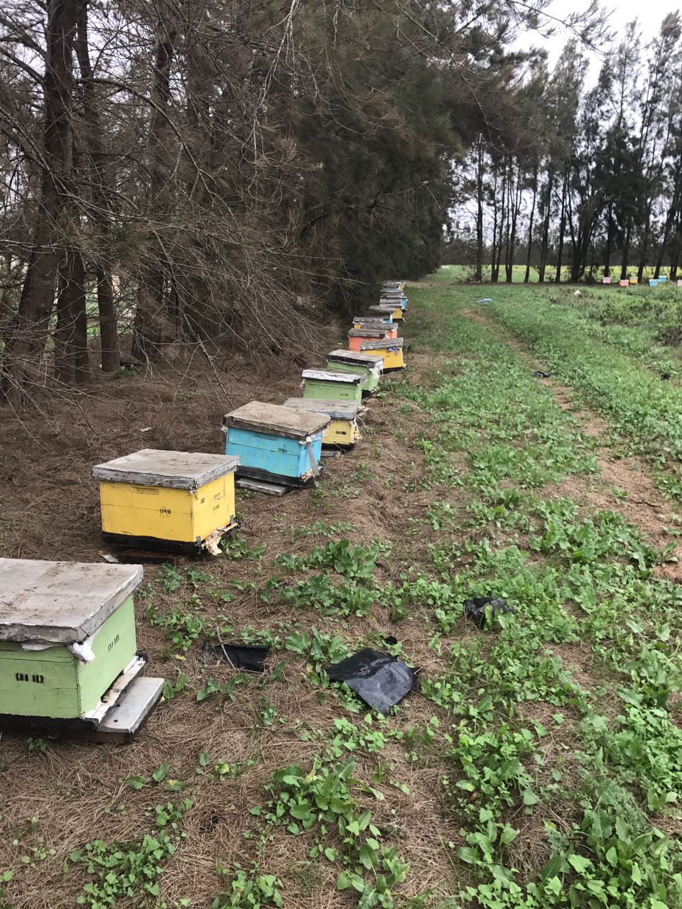 مشروعات نحل العسل