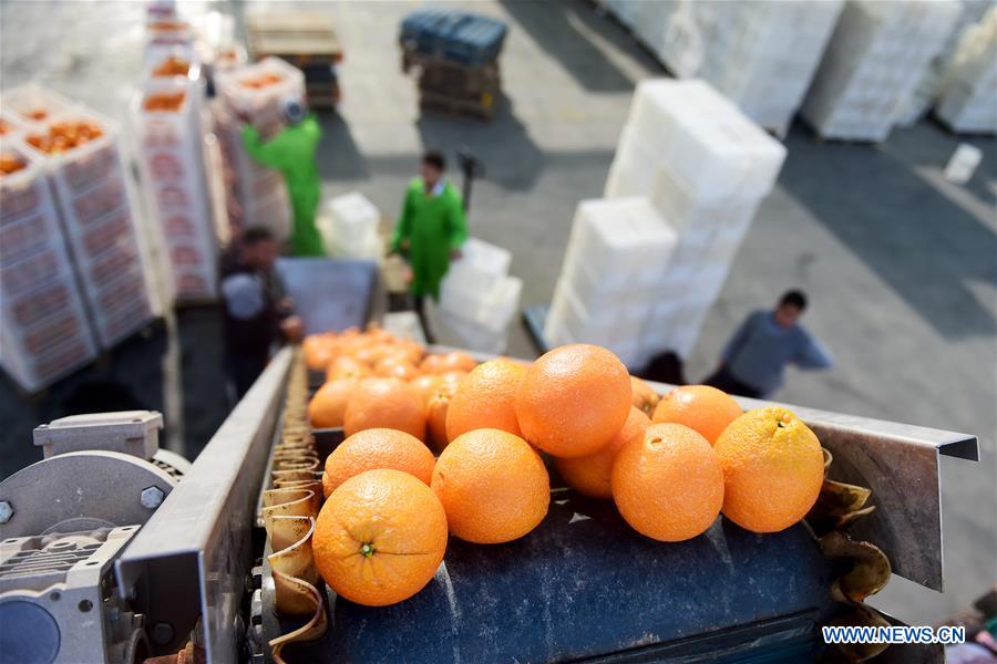 البرتقال المصرى فى الصين (5)