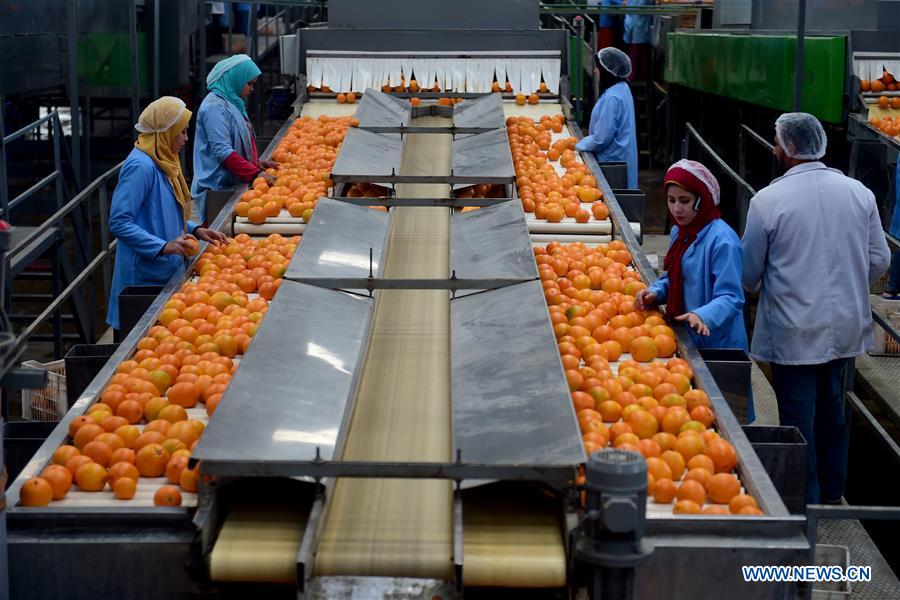 البرتقال المصرى فى الصين (1)