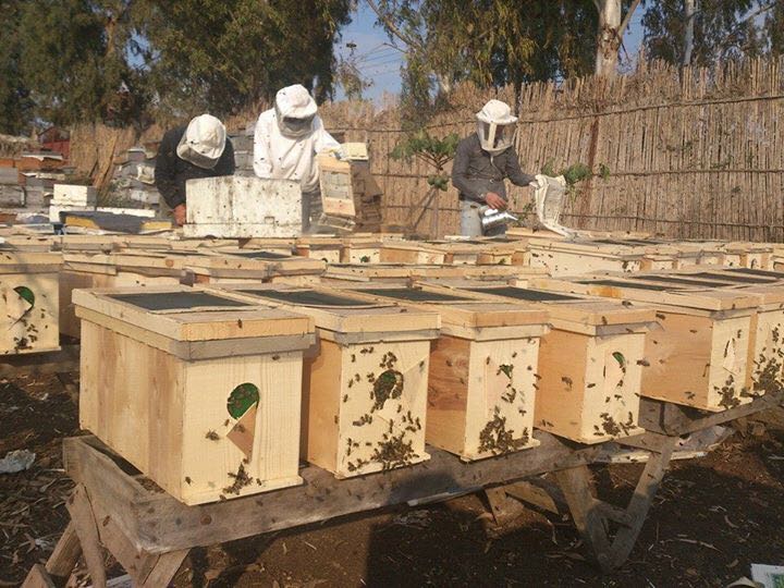 مشروعات انتاج العسل