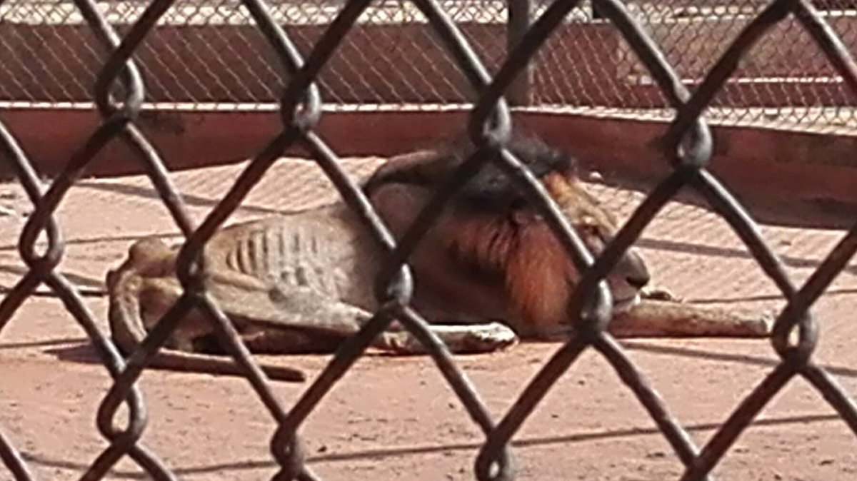 الحيوانات تموت جوعا فى حديقة حيوانات فنزويلية