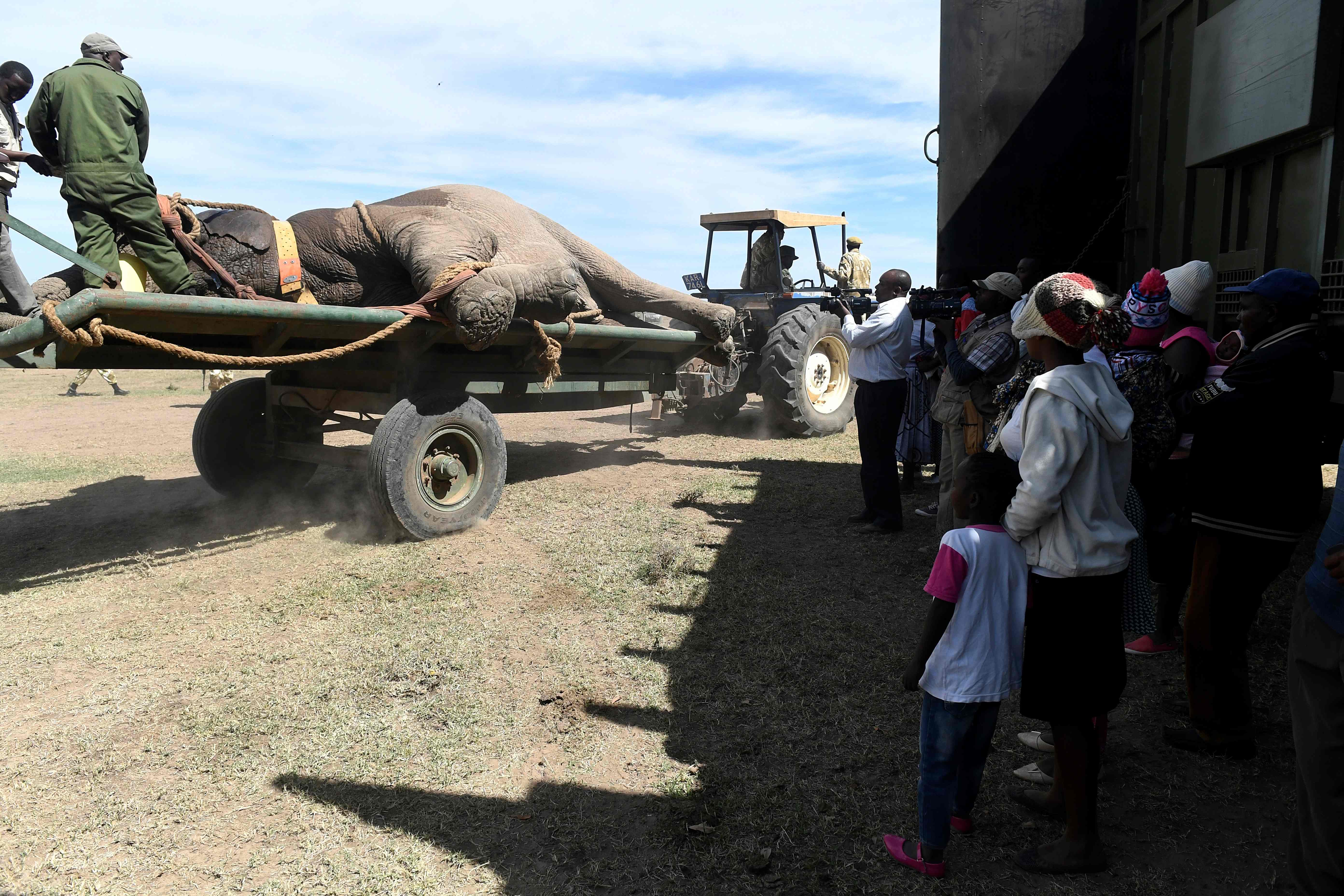 نقل الفيلة علي عربات نقل