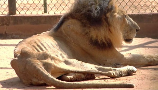 صور.. الحيوانات تموت جوعا فى حديقة حيوان زوليا بفنزويلا بسبب أزمة 