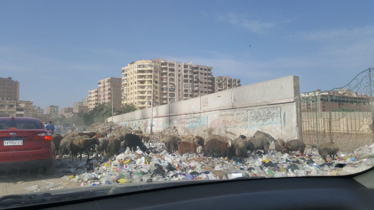 القمامة تحاصر أسوار مدينة بدر (5)